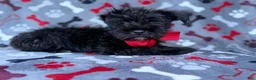 Miniature Schnauzer dogs for sale: Zeus - Ad 4