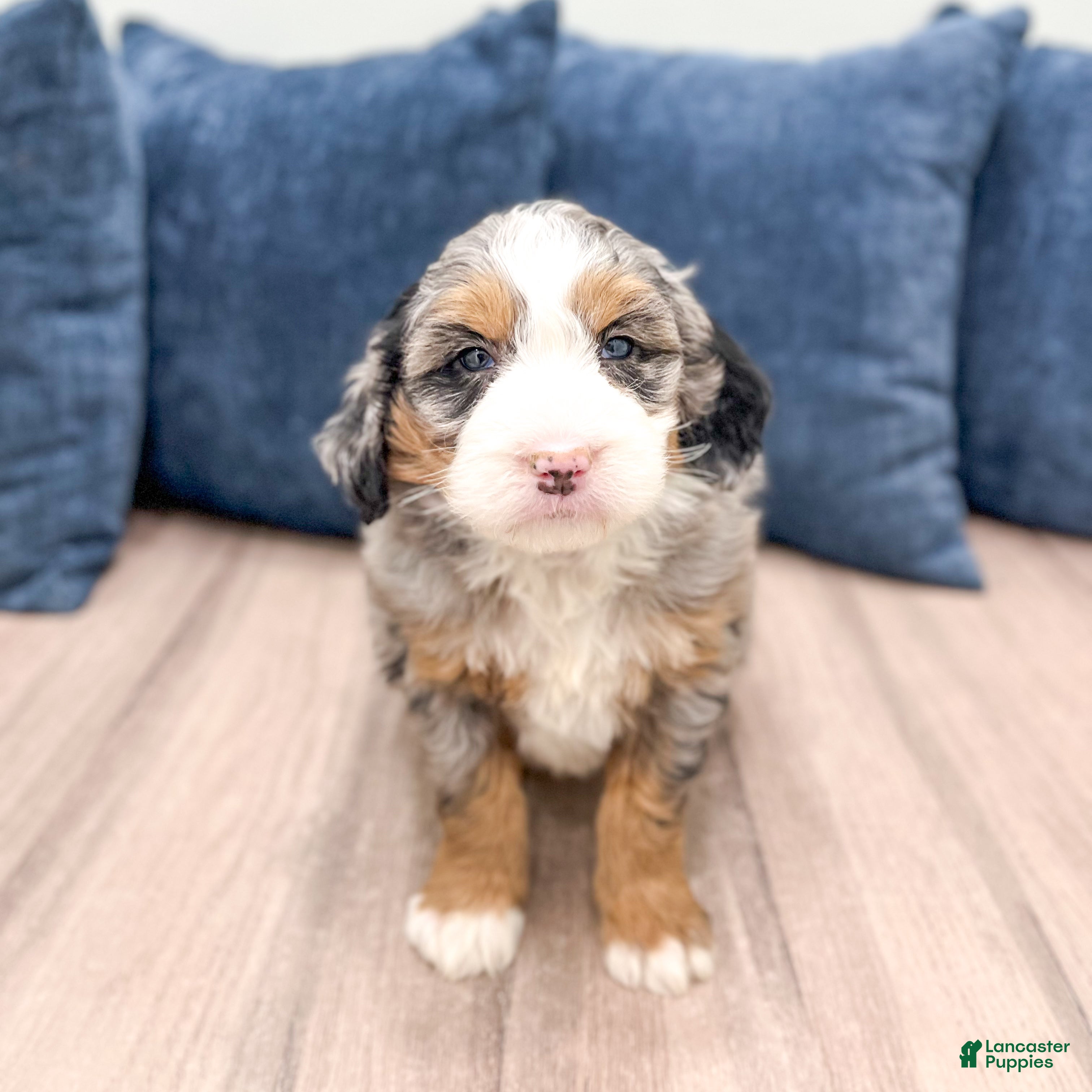 Mini Bernedoodle dogs Walter - Ad 1