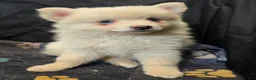Pomsky dogs for sale: Cream boy 2 - Ad 7