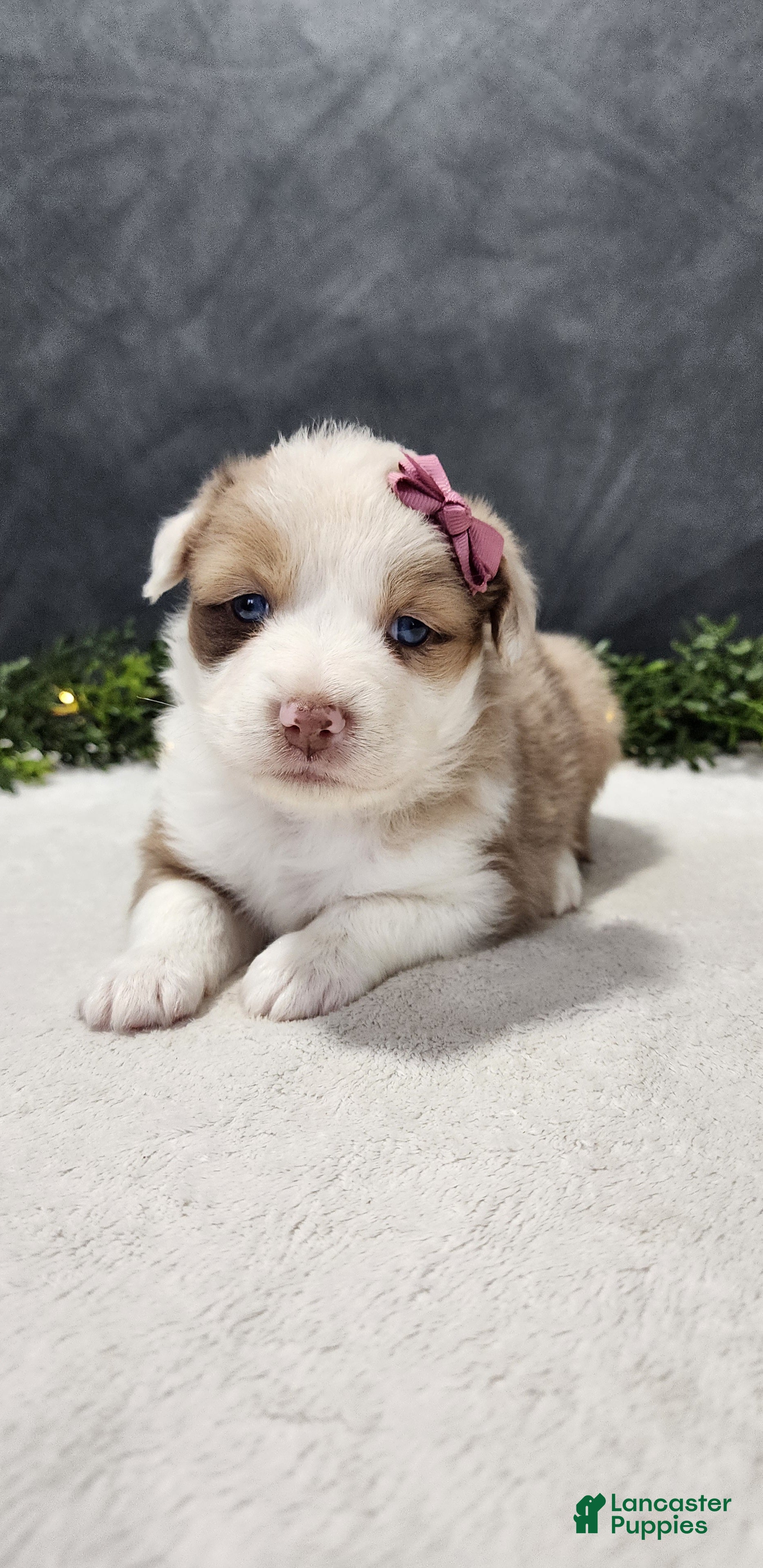 Miniature Australian Shepherd dogs Faith - Ad 1