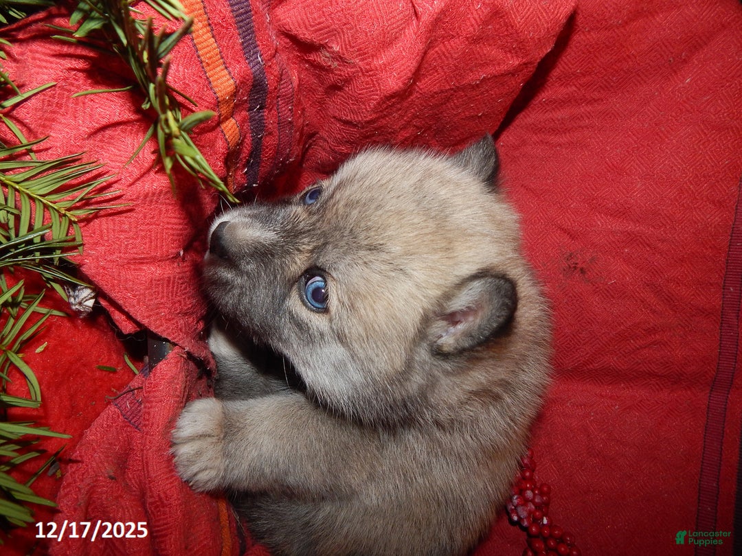 Pomsky dogs for sale: Bella   - Ad 3