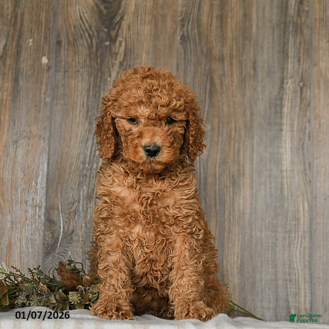 Goldendoodle dogs for sale: Emma - Ad 3