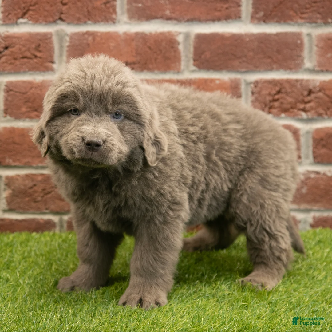 Newfoundland dogs for sale: Betty - Ad 4