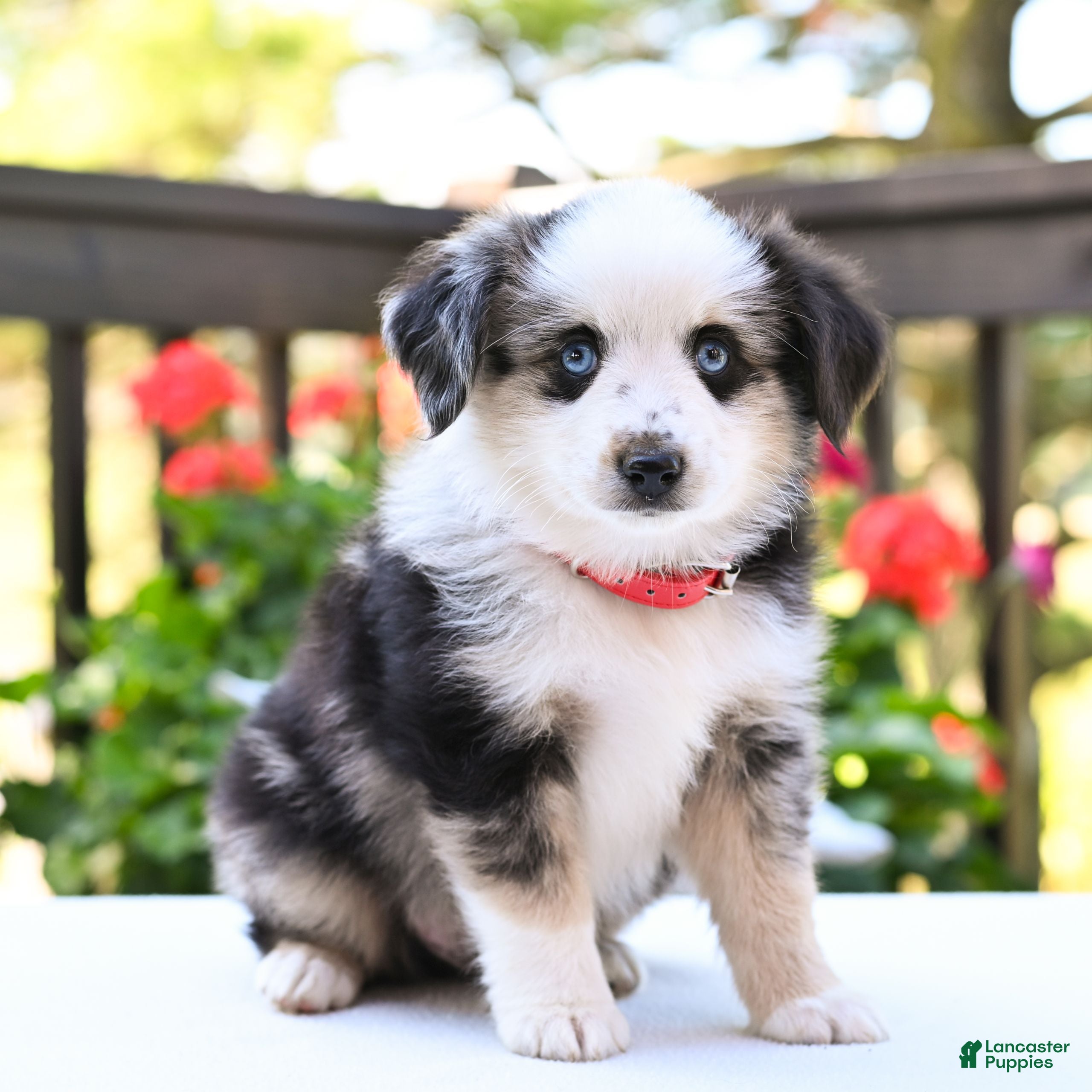Miniature Australian Shepherd dogs Bingo  - Ad 1