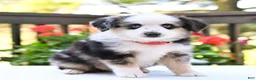 Miniature Australian Shepherd dogs for sale: Bingo  - Ad 1