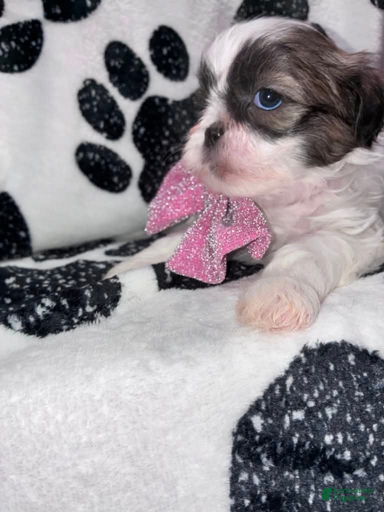 Shih Tzu dogs Cinnamon  - Ad 2