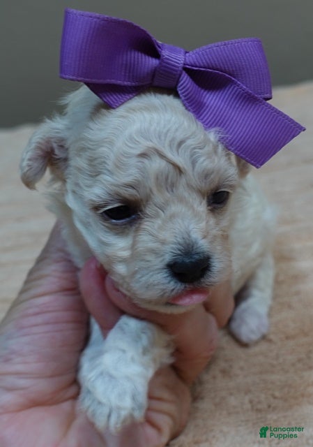 Maltipoo dogs Maddie - Ad 36