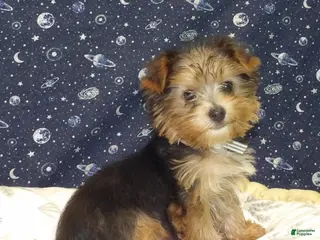 Yorkshire Terrier dogs Aladdin - Ad 28