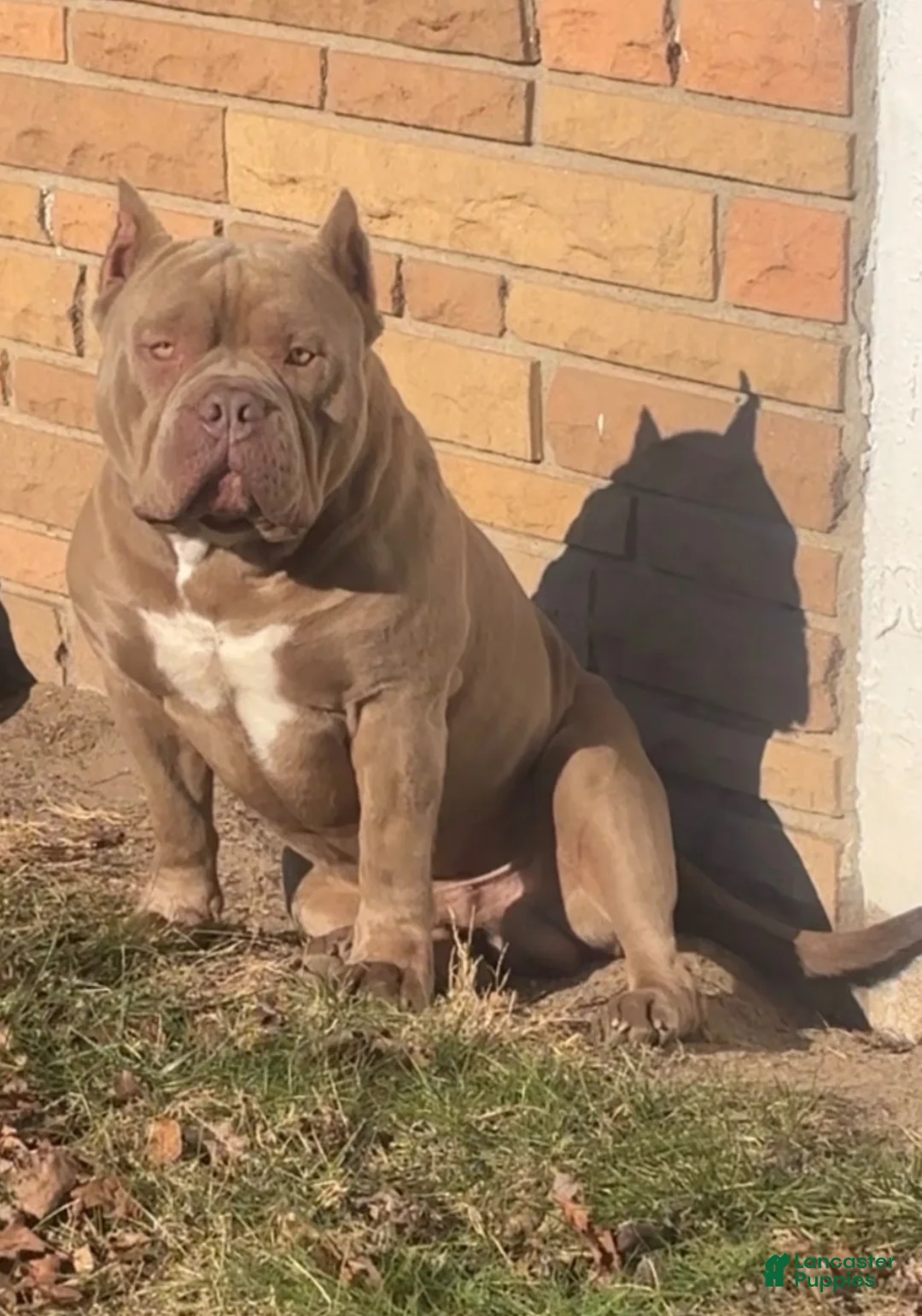 American Bully dogs for stud: Godzilla  - Ad 2