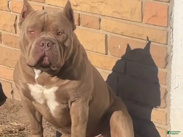 American Bully dogs for stud: Godzilla - Ad 2