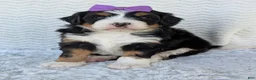 Mini Bernedoodle dogs for sale: Mini Bobbin  - Ad 12