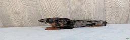 Miniature Dachshund dogs for sale: Scooby - Ad 5
