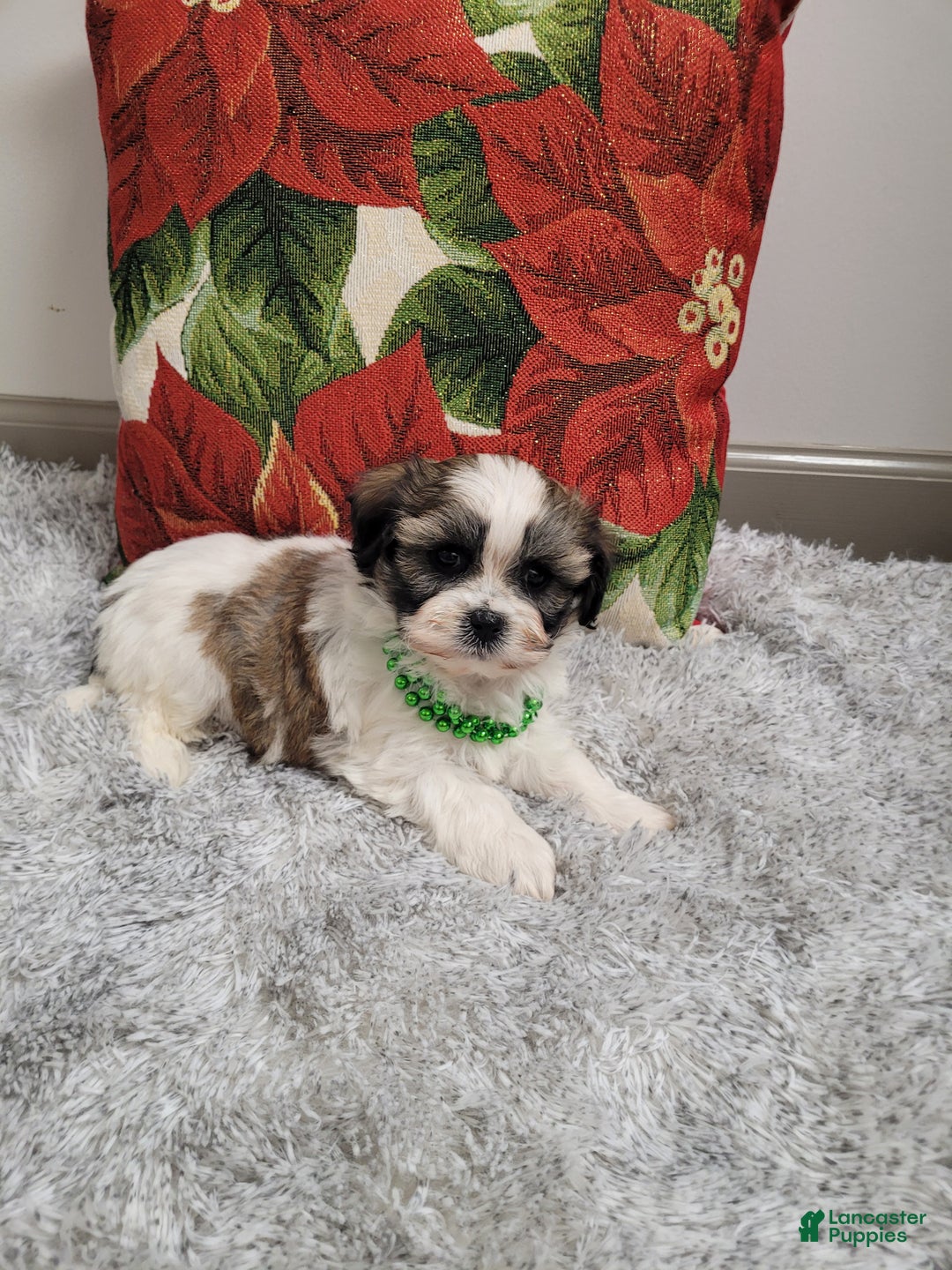 Teddy Bear dogs for sale: Brandon - Ad 4