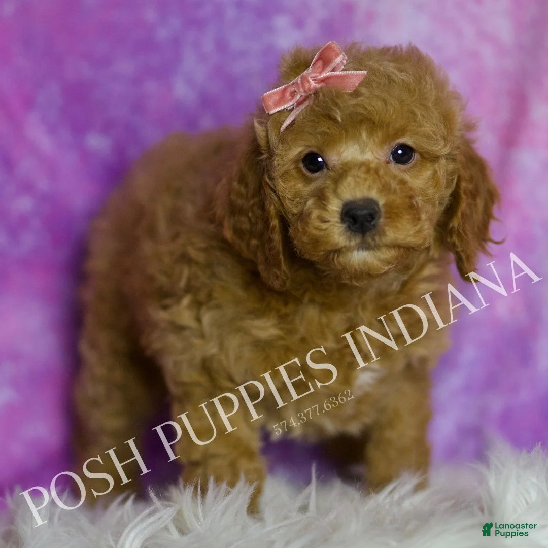 Mini Goldendoodle dogs for sale: Sadie - Ad 6