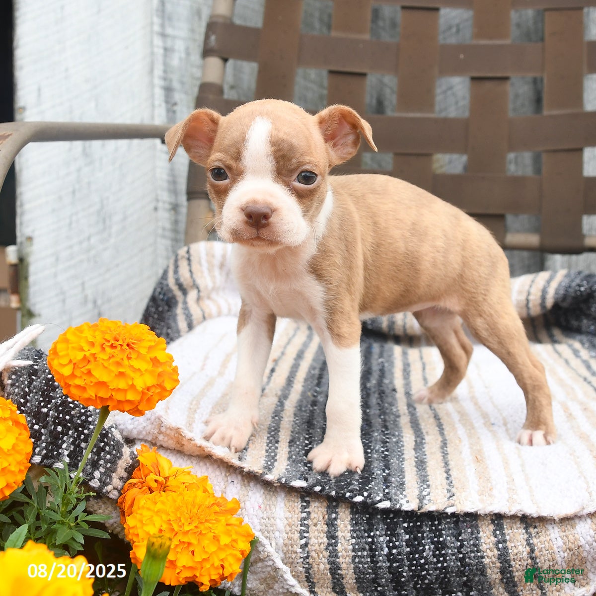 Boston Terrier dogs Chloe - Ad 41