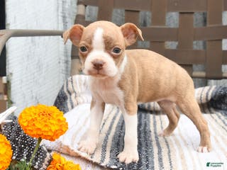 Boston Terrier dogs Chloe - Ad 26