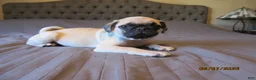 Pug dogs for sale: Pug Puppy 1 - Ad 14