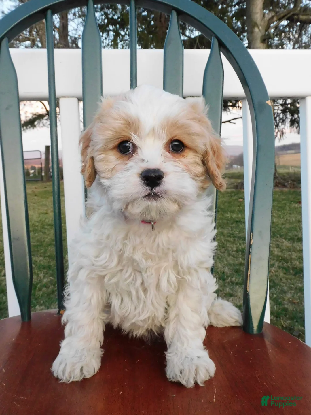 Cavachon dogs for sale: Pringle  - Ad 2