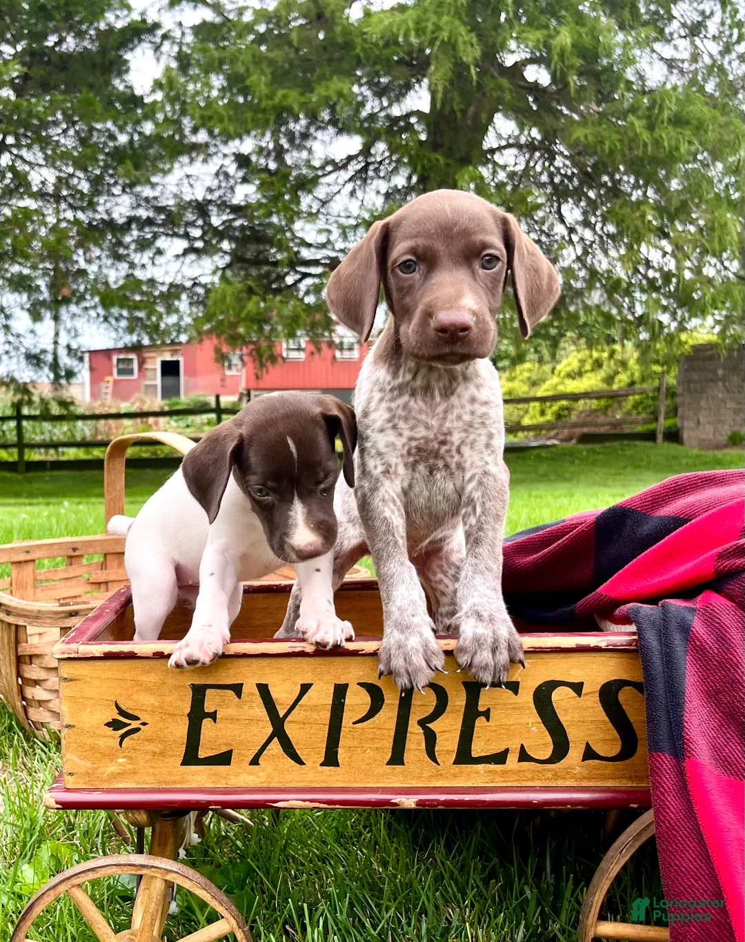 German Shorthaired Pointer dogs for sale: Maggie❤️Text or call to schedule a play date❤️AKC Hip Cert - Ad 2