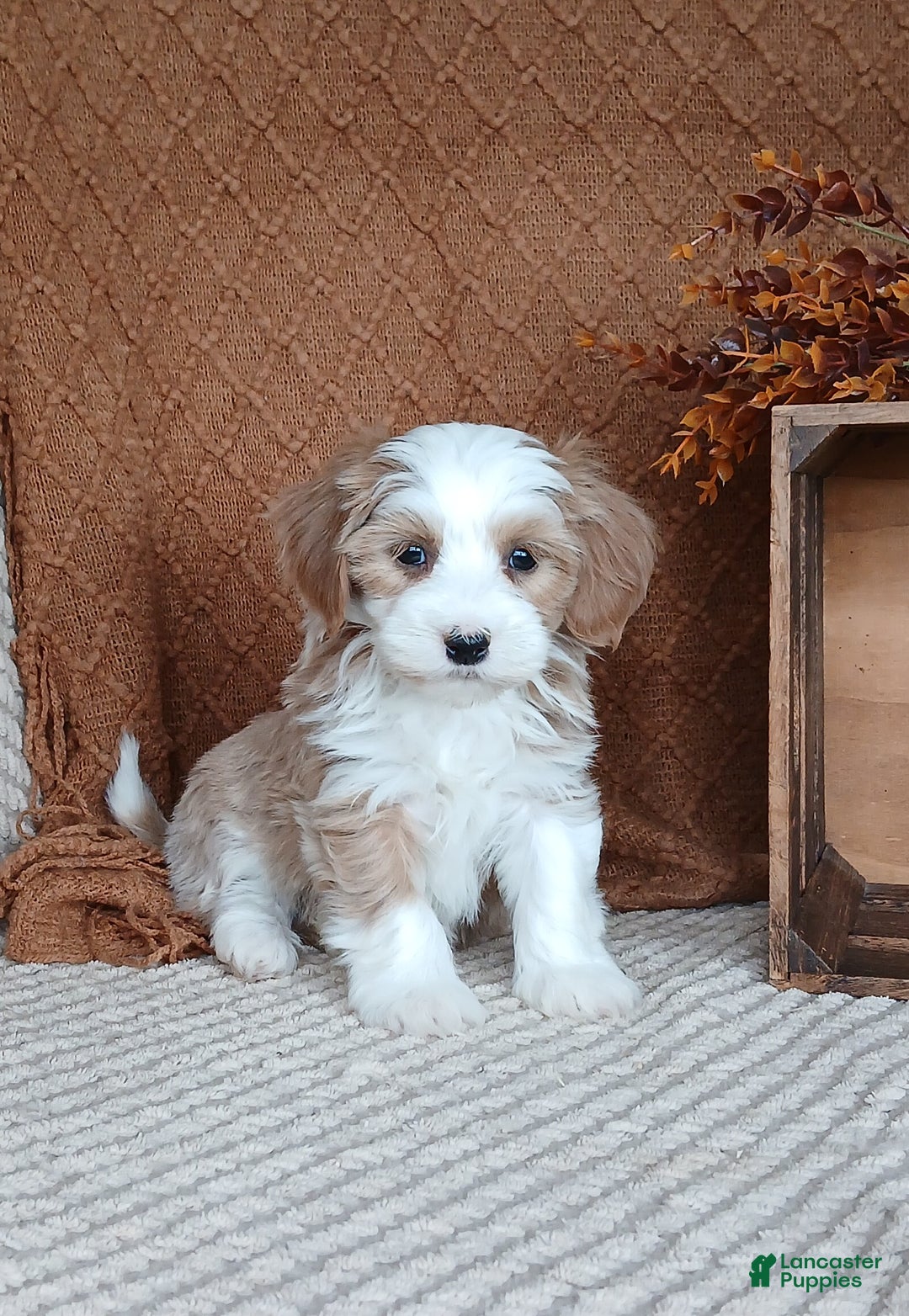 Havanese dogs for sale: Amber  - Ad 5