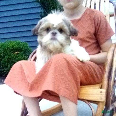 Shih Tzu dogs for sale: Sage - Ad 2