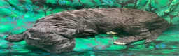 Labradoodle dogs for sale: Fiona - Ad 4