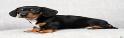 Miniature Dachshund dogs for sale: Sara - Ad 8