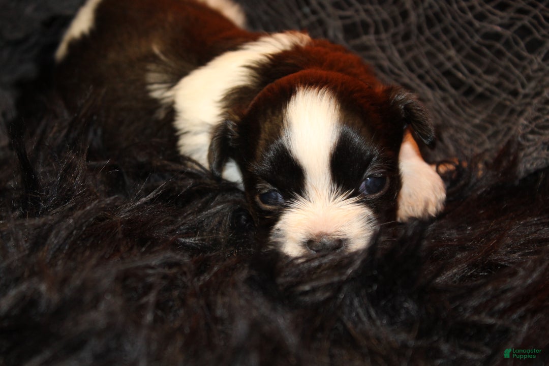 Shih Tzu dogs for sale: Ladybug - Ad 6