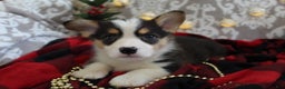 Welsh Corgi Pembroke dogs for sale: Jingles - Ad 4