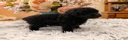 Miniature Poodle dogs for sale: Miniature Poodle 2 - Ad 7