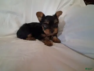 Yorkshire Terrier dogs Cocoa - Ad 22