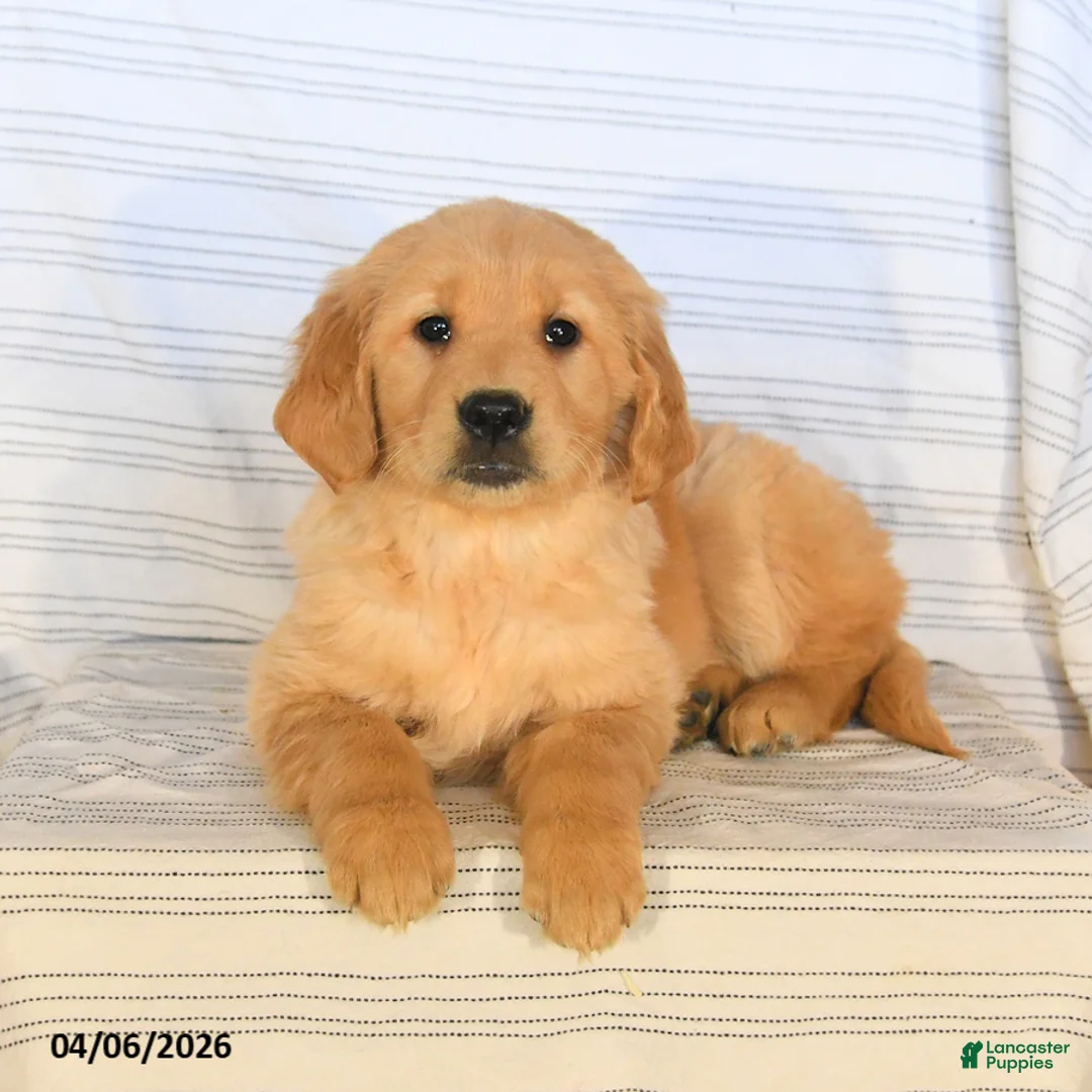Golden Retriever dogs for sale: Beauty - Ad 3