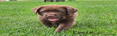Twix