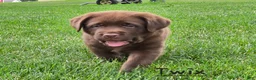 Labrador Retriever dogs for sale: Twix - Ad 1