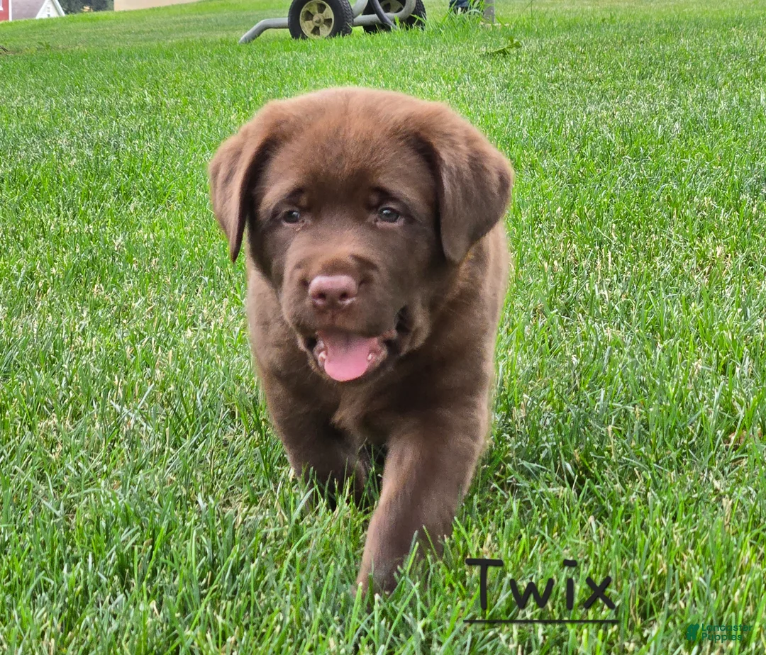 Labrador Retriever dogs for sale: Twix - Ad 1