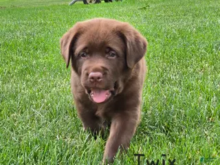 Labrador Retriever dogs for sale: Twix - Ad 2