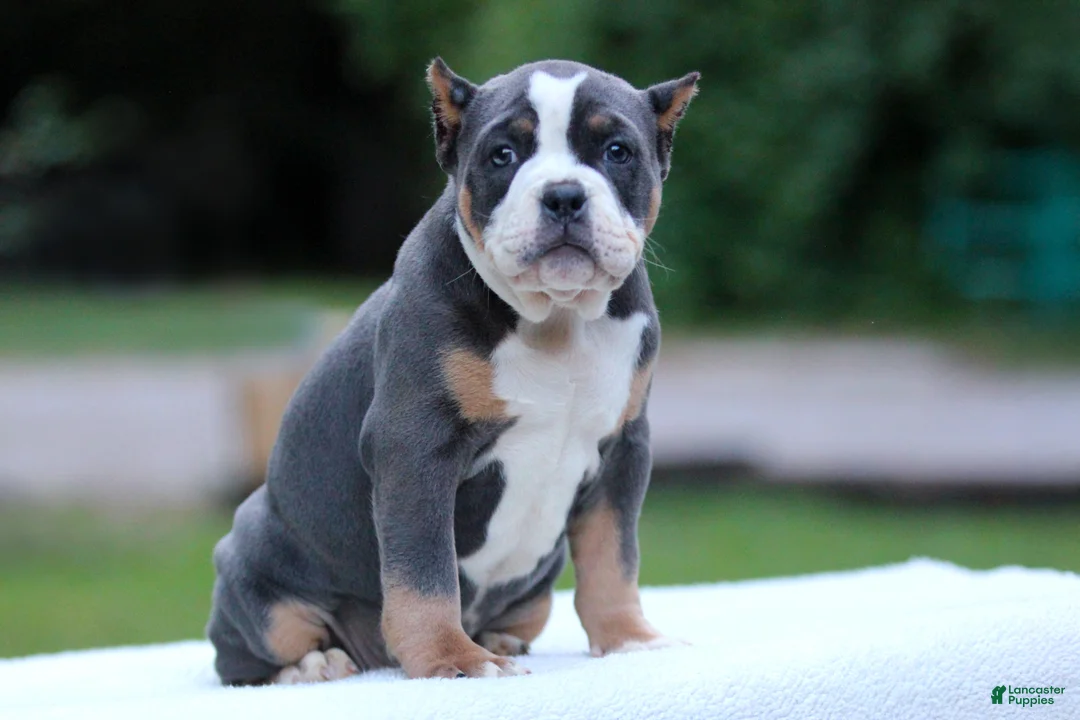 American Bully dogs for sale: Blue Tri Female - Ad 5