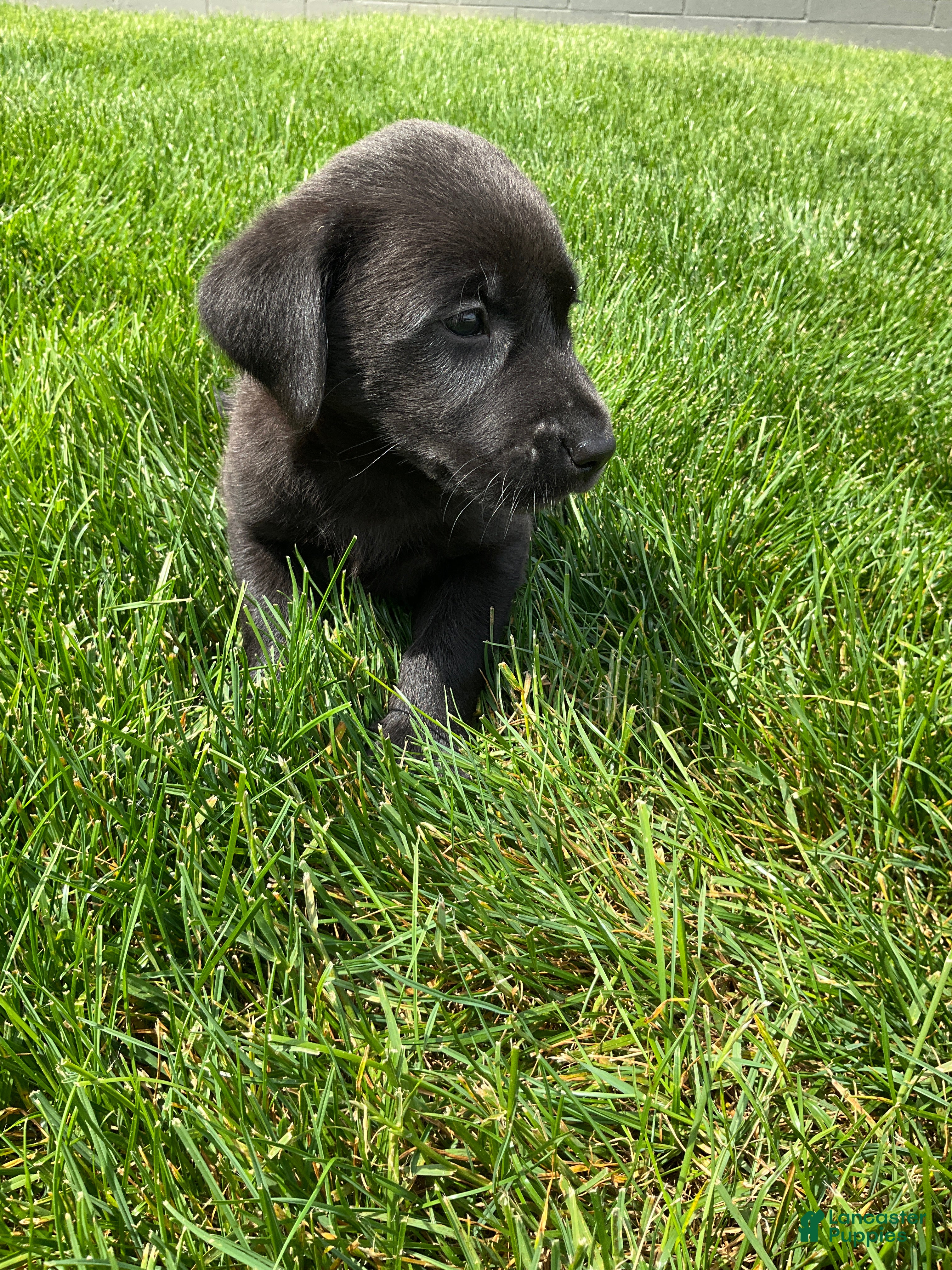 Labrador Retriever dogs for sale: Maverick - Ad 4