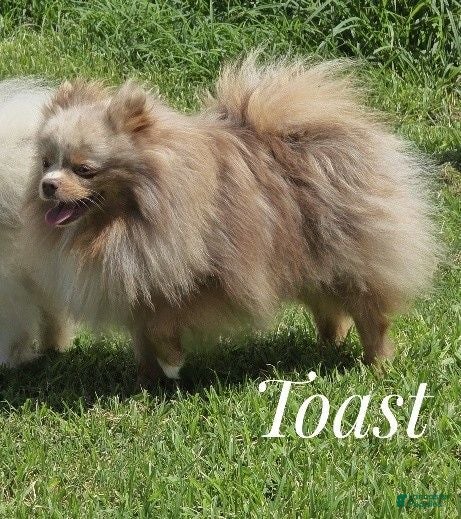 Pomeranian dogs Toast - Lavender Merle - Ad 1