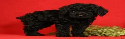 Miniature Poodle dogs for sale: Chip - Ad 4