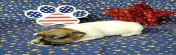 Jack Russell Terrier dogs for sale: CKC "Roxi" delivery available  - Ad 3