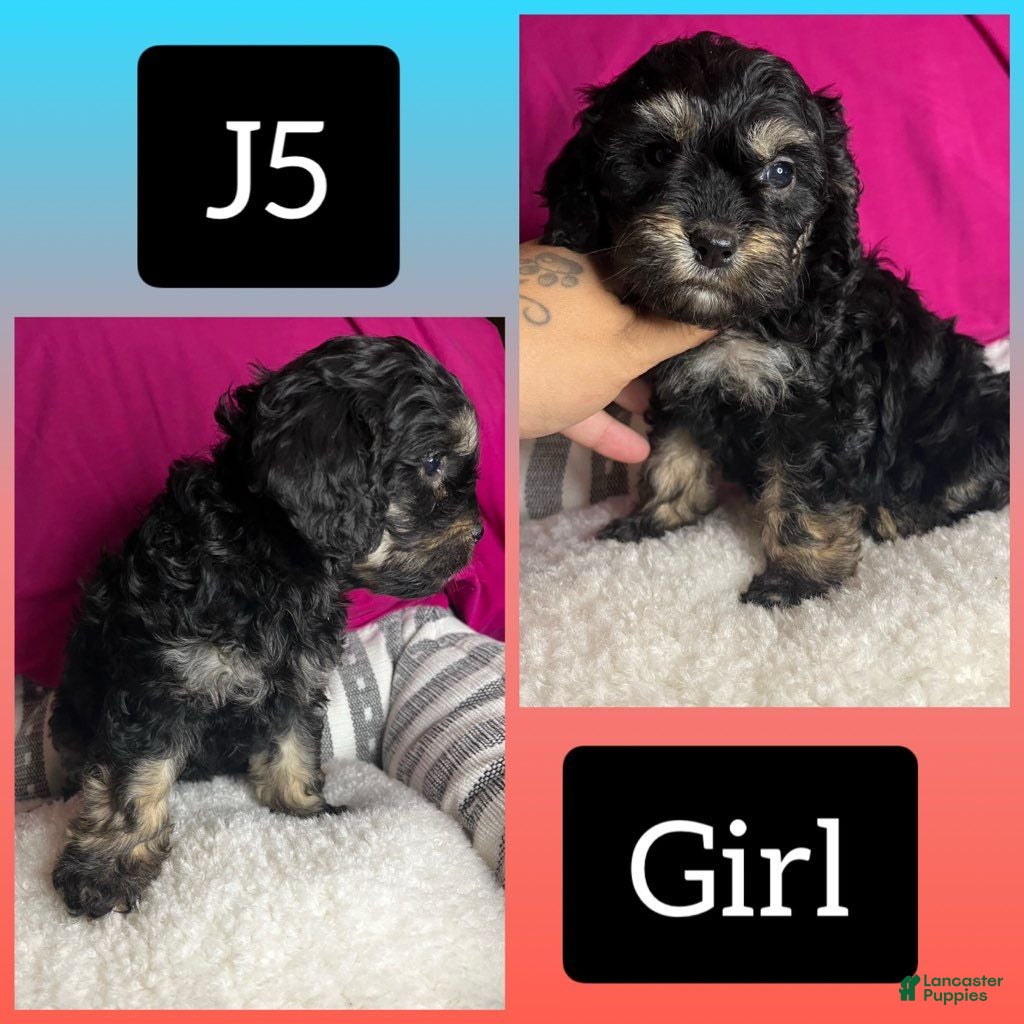 Cavapoo dogs Cavapoo 5 - Ad 11