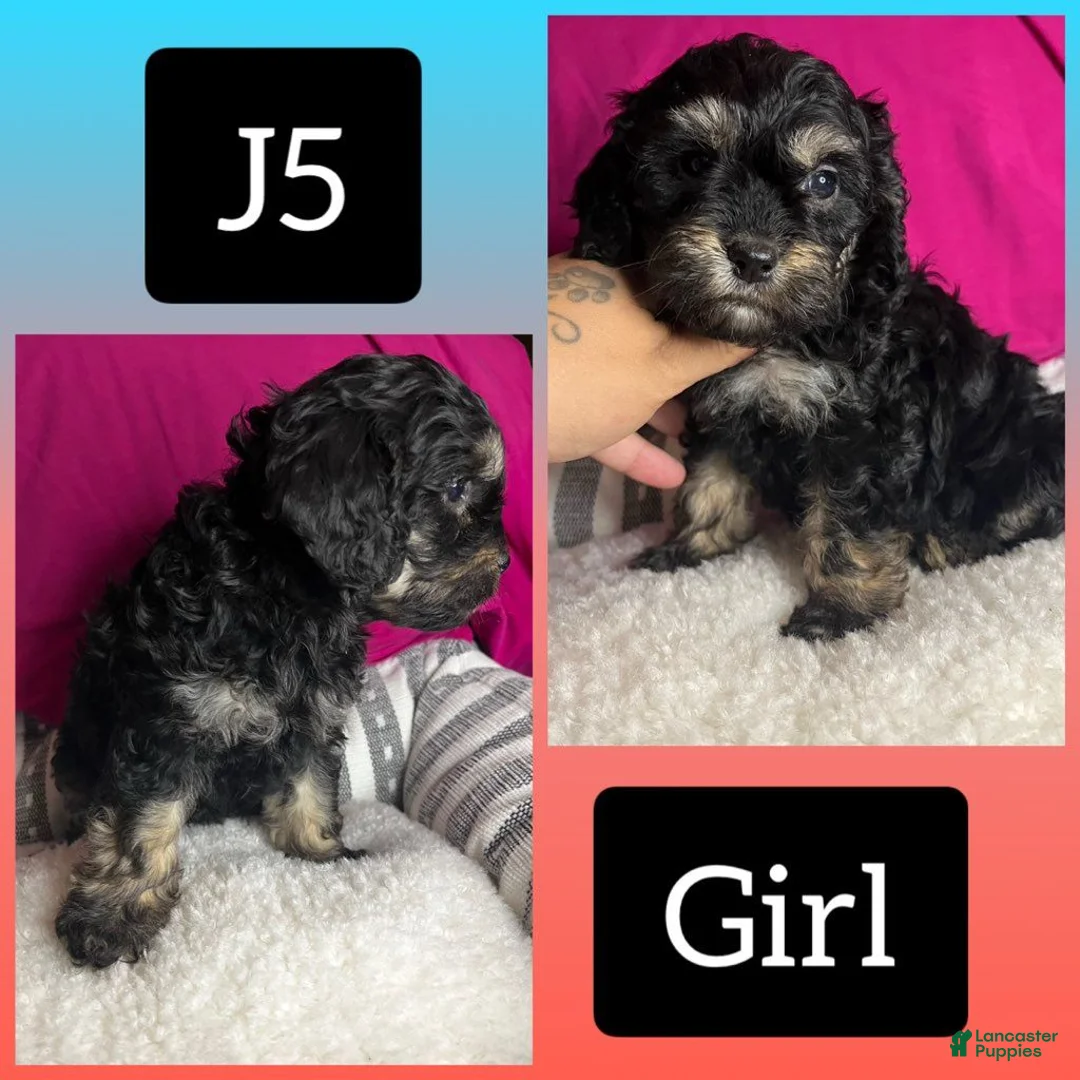 Cavapoo dogs for sale: Cavapoo 5 - Ad 1