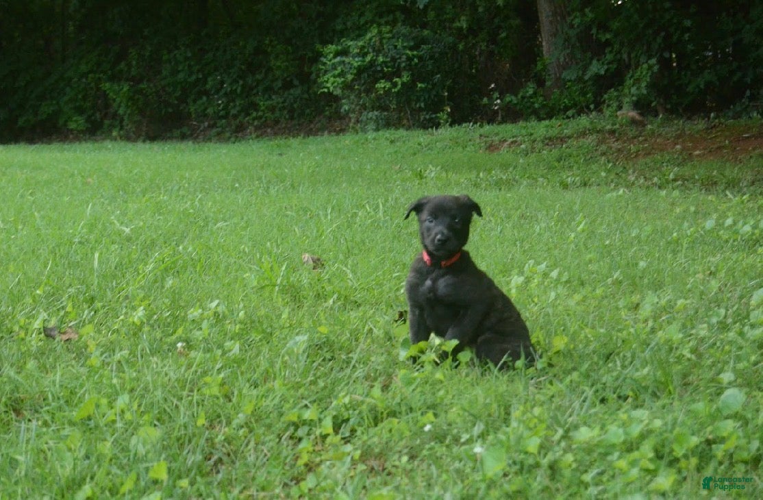 Dutch Shepherd dogs Jana - Ad 2