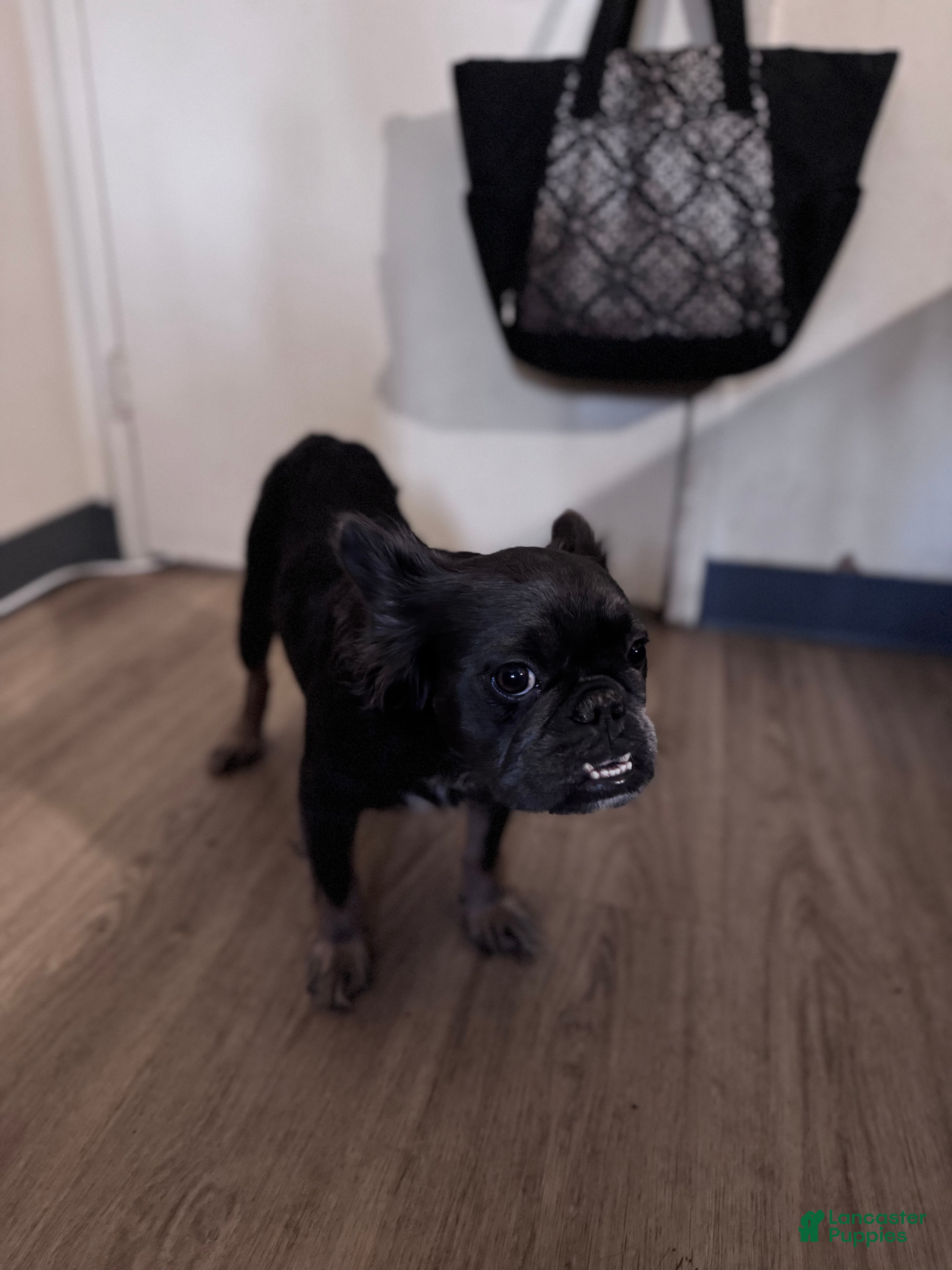 Mixed Breed dogs Mars - Ad 2