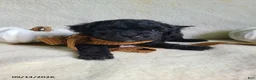 Lhasapoo dogs for sale: Coke - Ad 7