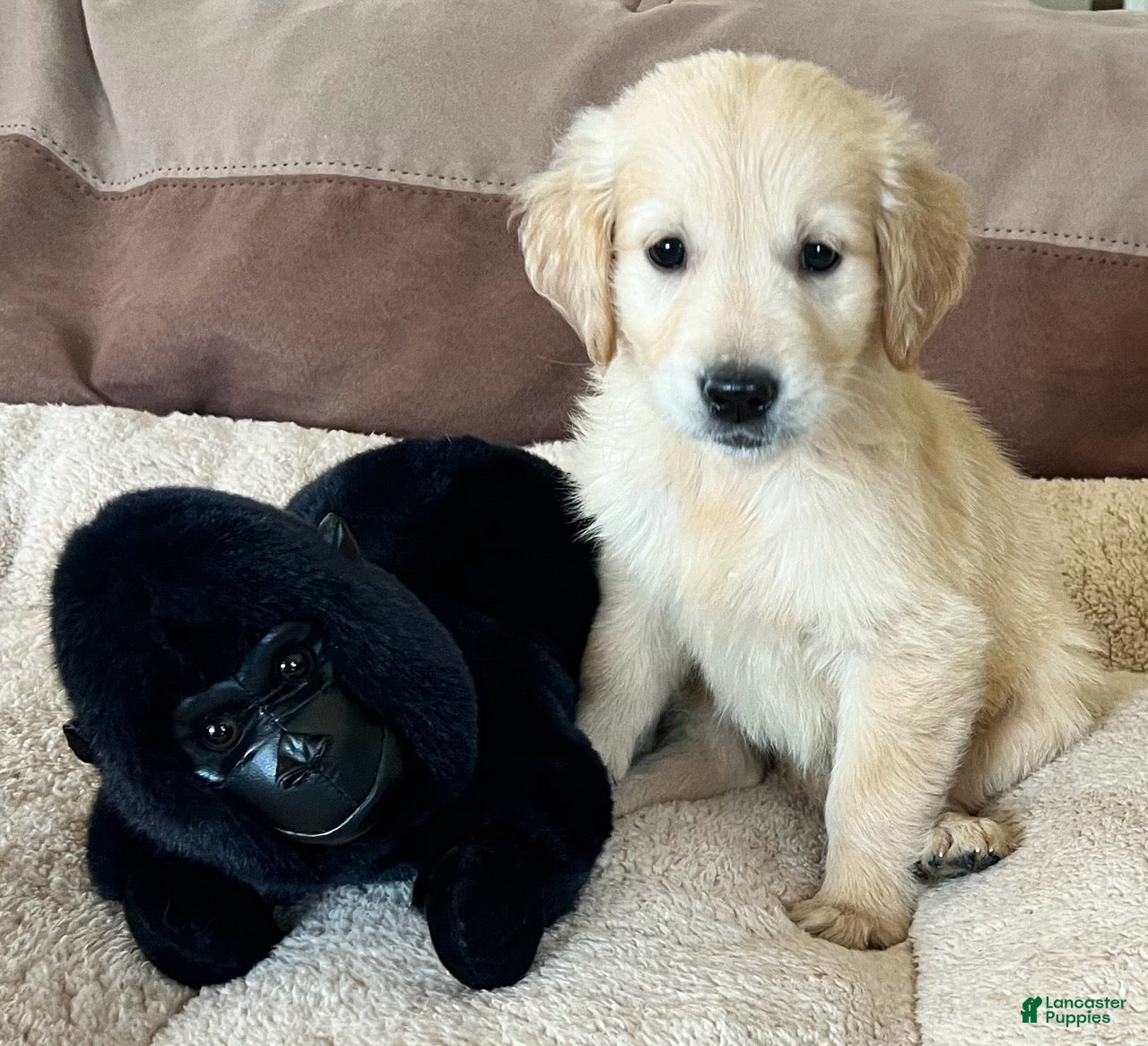 Golden Retriever dogs for sale: Bear - Ad 4