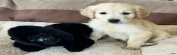 Golden Retriever dogs for sale: Bear - Ad 1