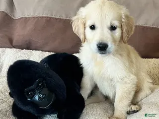 Golden Retriever dogs Bear - Ad 2