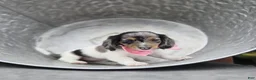 Miniature Dachshund dogs for sale: Faith - Ad 4